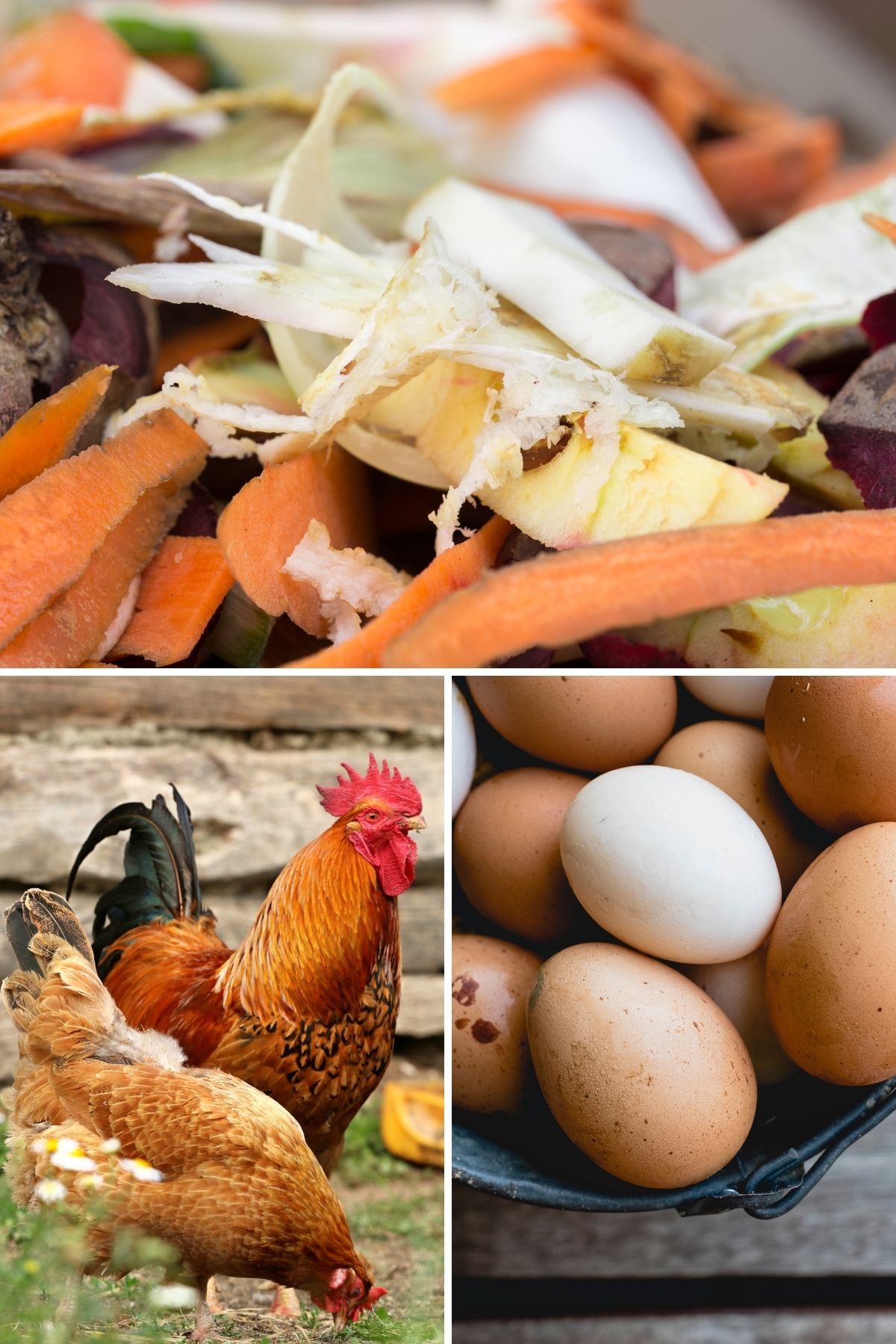 Feed Chickens These Kitchen Scraps First Image 